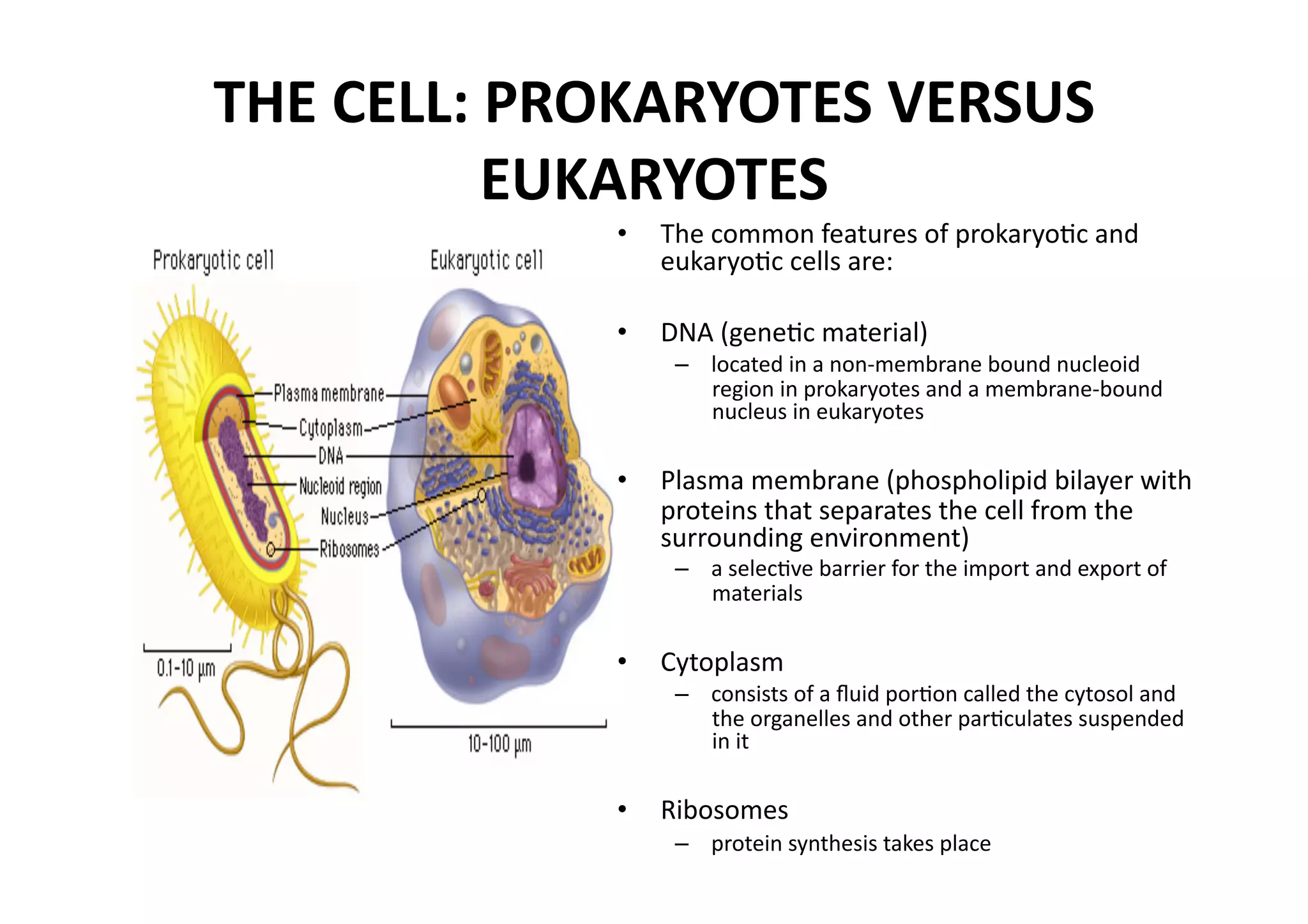 THE CELL: PROKARYOTES VERSUS 
          EUKARYOTES 
             •  The common features of prokaryoMc and 
                eukaryoMc cells are: 

             •  DNA (geneMc material) 
                 –  located in a non‐membrane bound nucleoid 
                    region in prokaryotes and a membrane‐bound 
                    nucleus in eukaryotes 

             •  Plasma membrane (phospholipid bilayer with 
                proteins that separates the cell from the 
                surrounding environment) 
                 –  a selecMve barrier for the import and export of 
                    materials 

             •  Cytoplasm 
                 –  consists of a ﬂuid porMon called the cytosol and 
                    the organelles and other parMculates suspended 
                    in it 

             •  Ribosomes 
                 –  protein synthesis takes place 
 