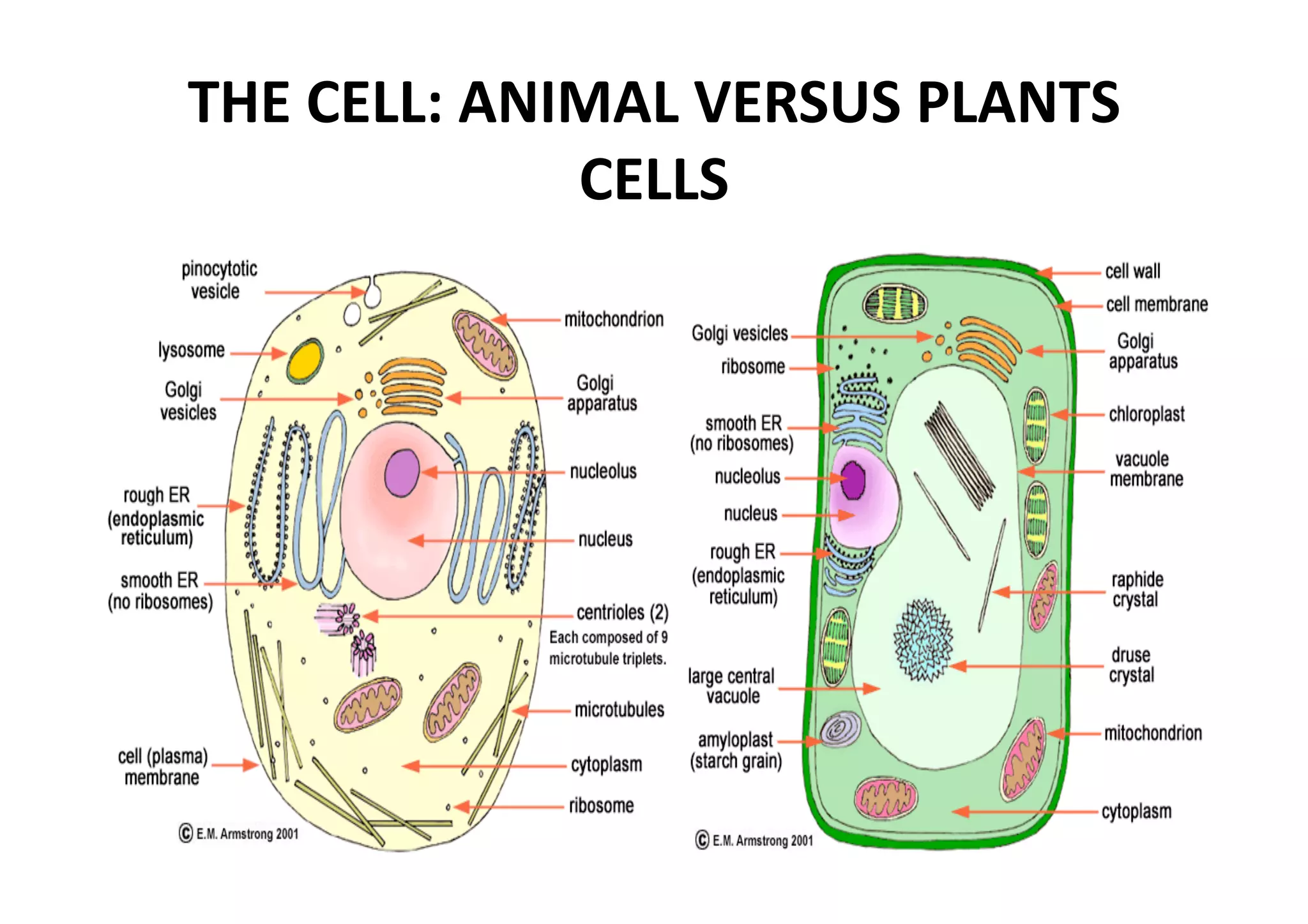 THE CELL: ANIMAL VERSUS PLANTS 
             CELLS 
 