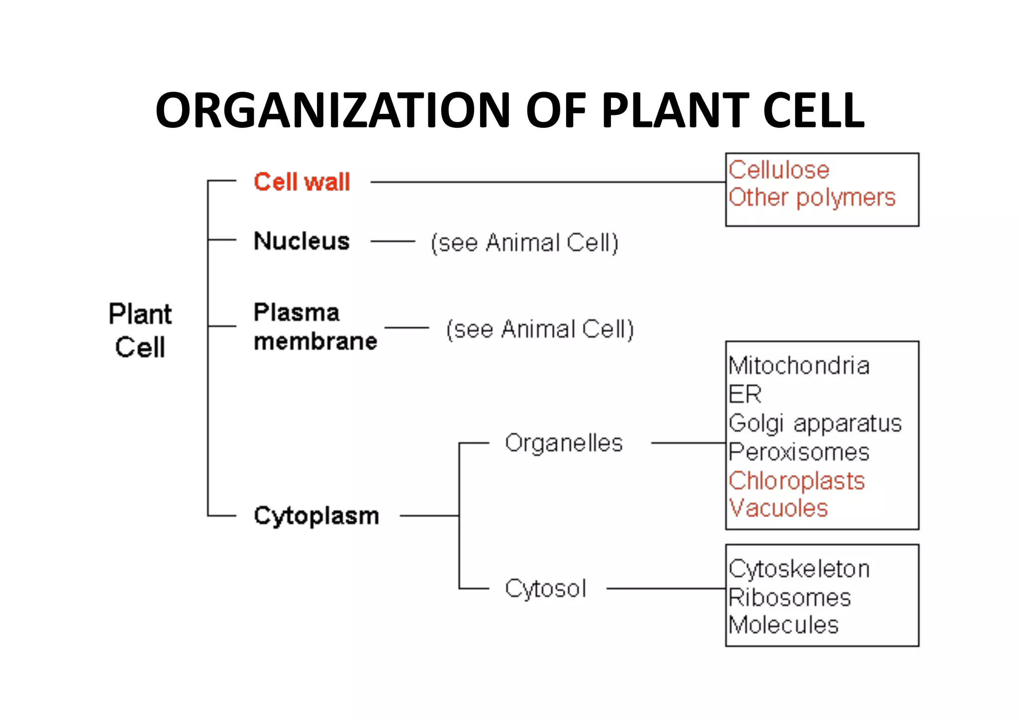 ORGANIZATION OF PLANT CELL 
 