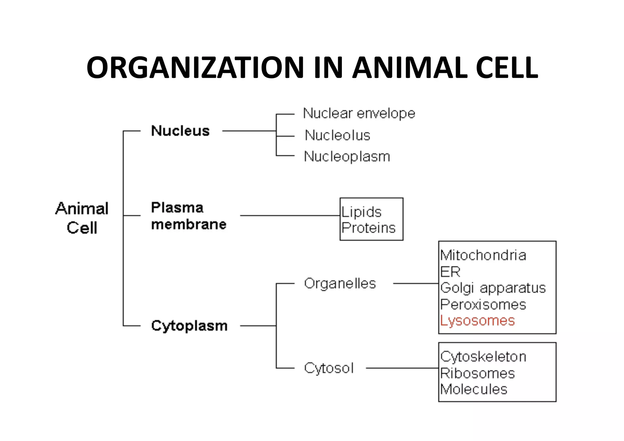 ORGANIZATION IN ANIMAL CELL 
 