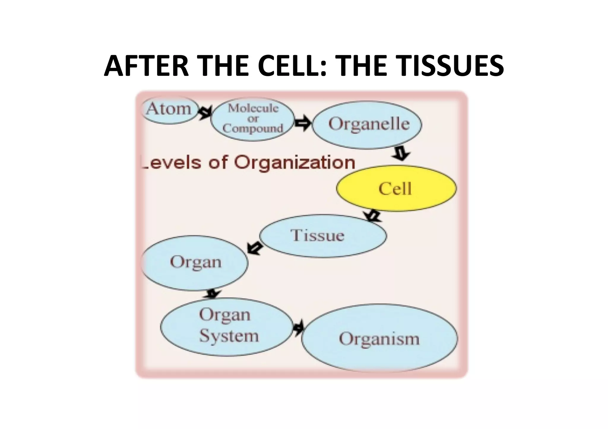 AFTER THE CELL: THE TISSUES 
 