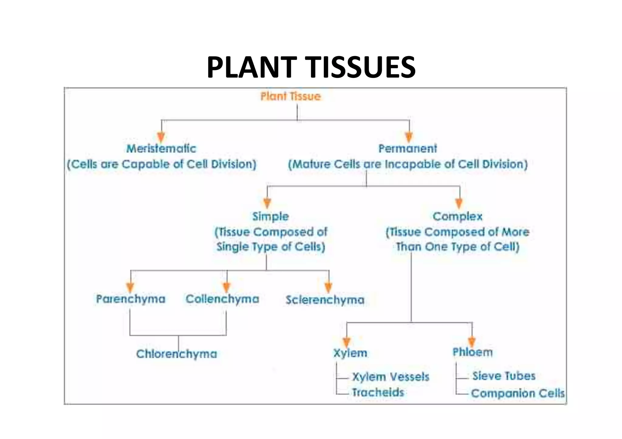 PLANT TISSUES 
 