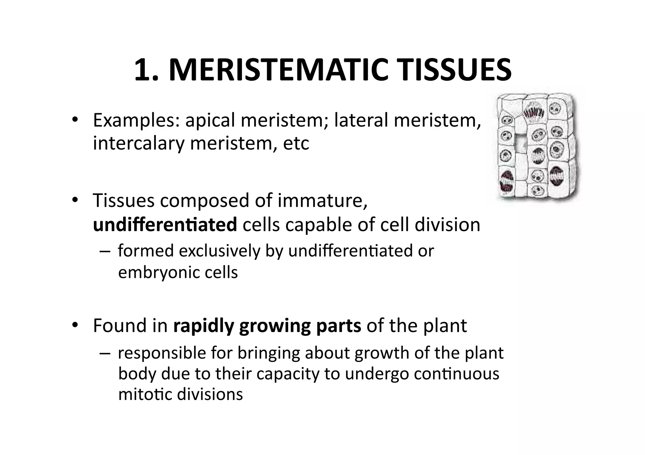 1. MERISTEMATIC TISSUES 
•  Examples: apical meristem; lateral meristem, 
   intercalary meristem, etc 

•  Tissues composed of immature, 
   undiﬀeren_ated cells capable of cell division 
   –  formed exclusively by undiﬀerenMated or 
      embryonic cells 

•  Found in rapidly growing parts of the plant 
   –  responsible for bringing about growth of the plant 
      body due to their capacity to undergo conMnuous 
      mitoMc divisions 
 