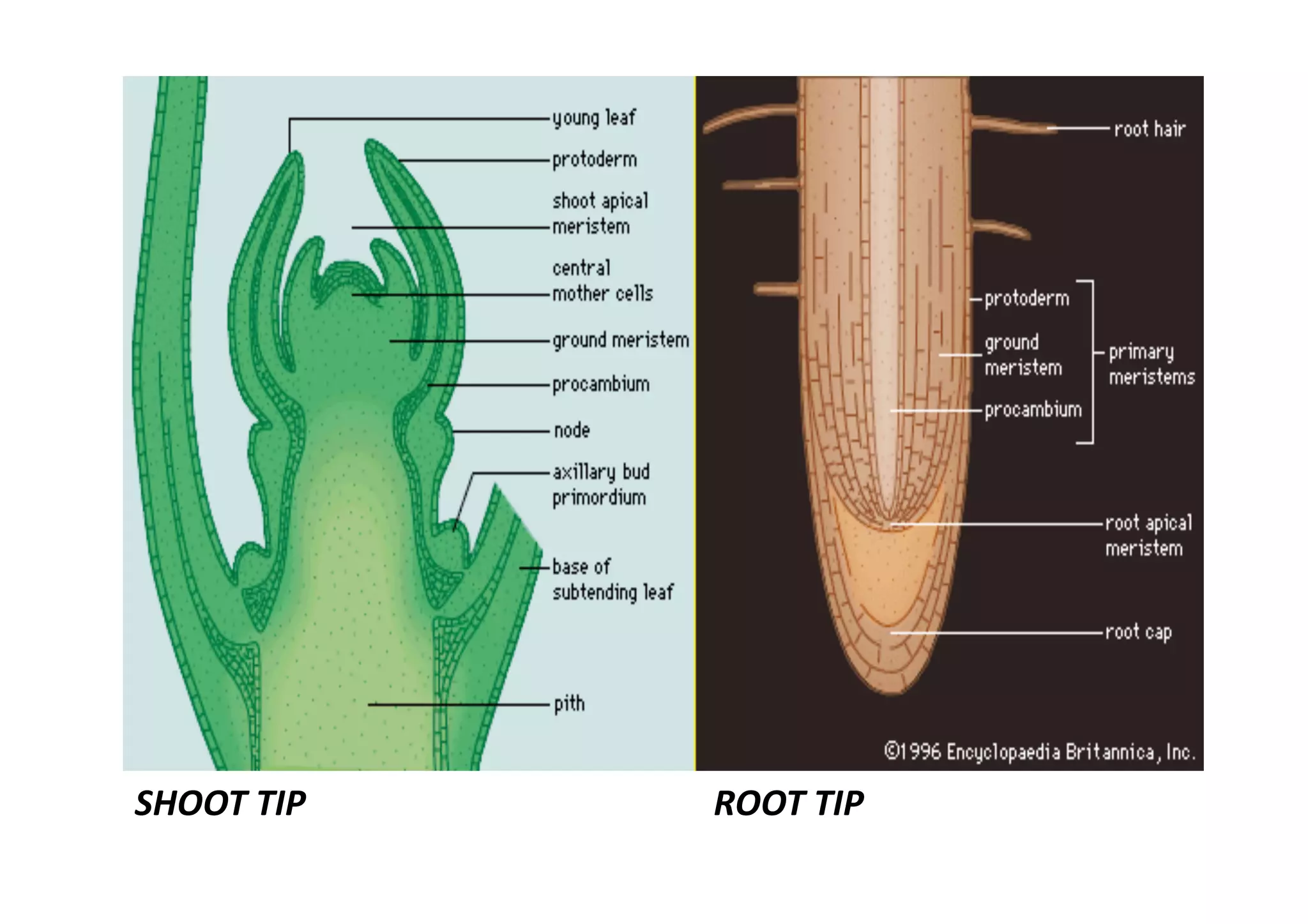 SHOOT TIP                             ROOT TIP 
 