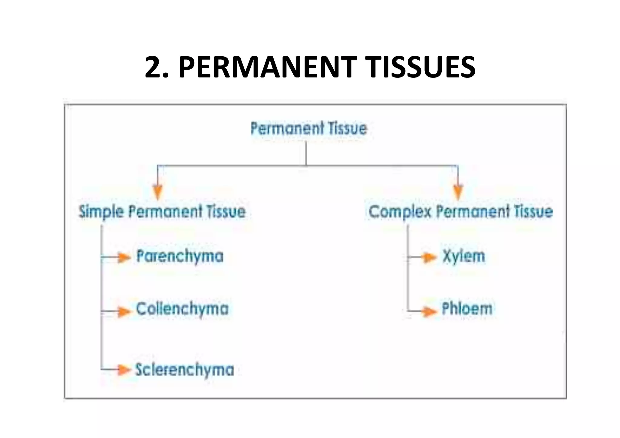 2. PERMANENT TISSUES 
 