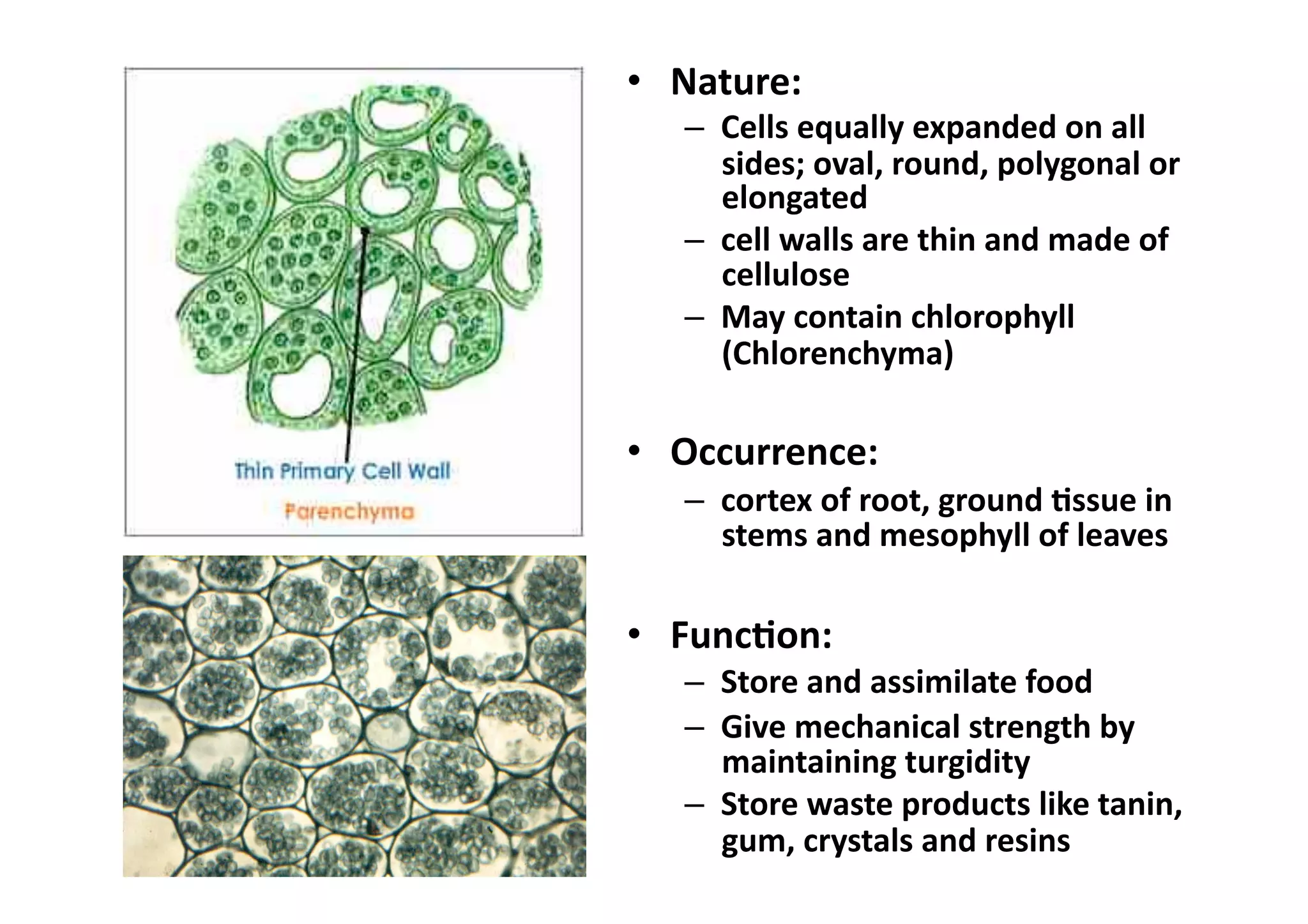 •  Nature:  
   –  Cells equally expanded on all 
      sides; oval, round, polygonal or 
      elongated 
   –  cell walls are thin and made of 
      cellulose 
   –  May contain chlorophyll 
      (Chlorenchyma) 

•  Occurrence:  
   –  cortex of root, ground _ssue in 
      stems and mesophyll of leaves 

•  Func_on:  
   –  Store and assimilate food 
   –  Give mechanical strength by 
      maintaining turgidity 
   –  Store waste products like tanin, 
      gum, crystals and resins 
 