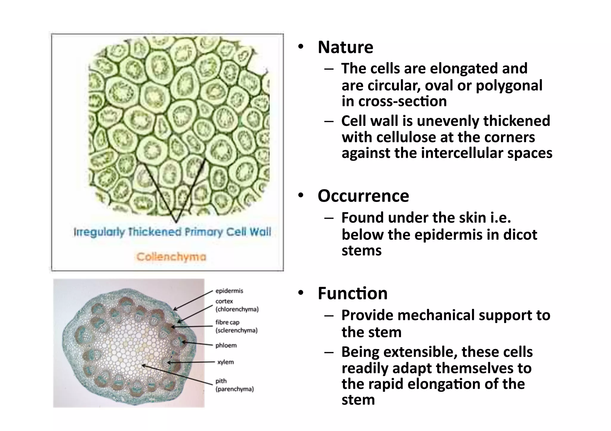 •  Nature 
   –  The cells are elongated and 
      are circular, oval or polygonal 
      in cross‐sec_on 
   –  Cell wall is unevenly thickened 
      with cellulose at the corners 
      against the intercellular spaces 

•  Occurrence 
   –  Found under the skin i.e. 
      below the epidermis in dicot 
      stems 

•  Func_on 
   –  Provide mechanical support to 
      the stem 
   –  Being extensible, these cells 
      readily adapt themselves to 
      the rapid elonga_on of the 
      stem 
 