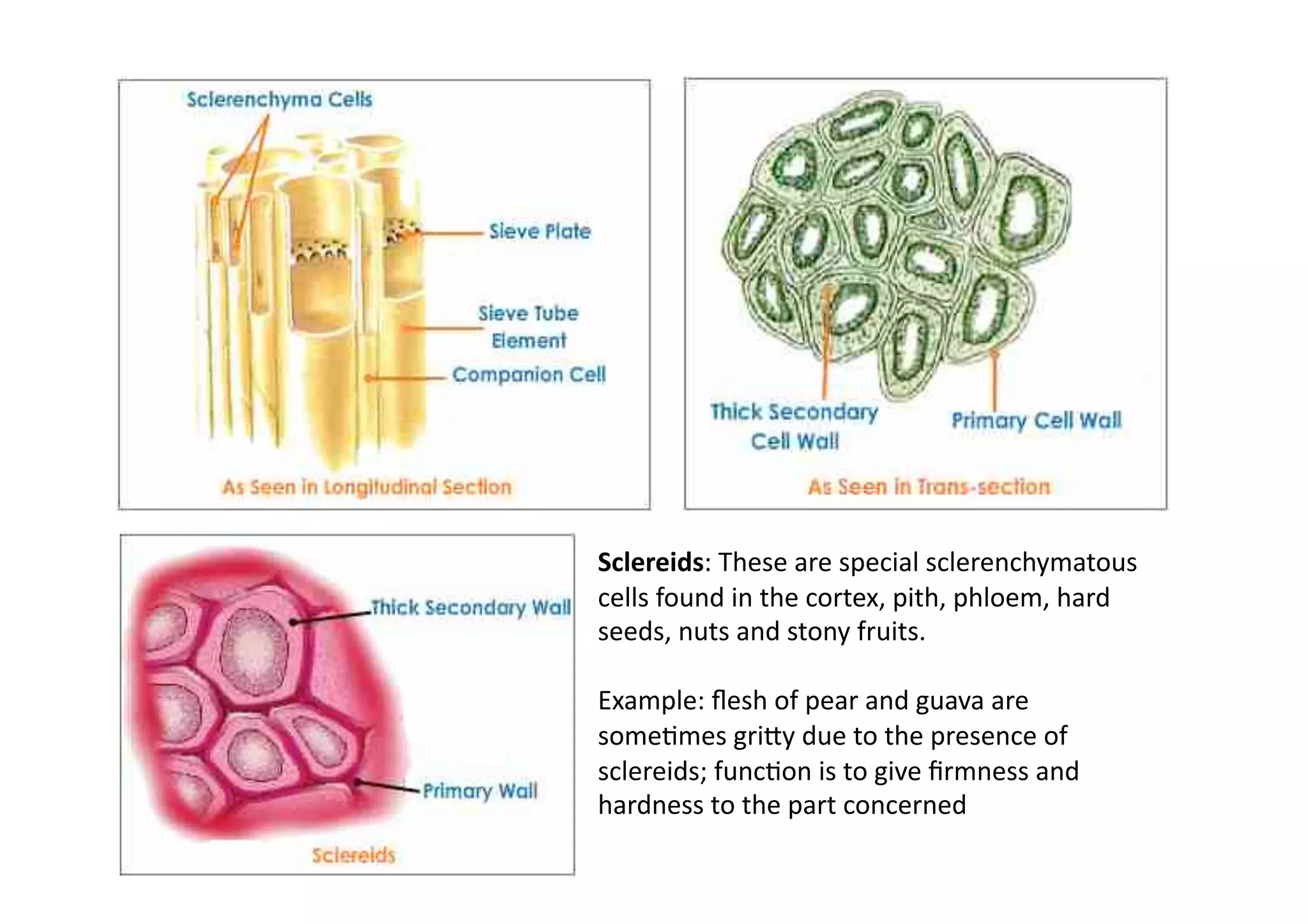 Sclereids: These are special sclerenchymatous 
cells found in the cortex, pith, phloem, hard 
seeds, nuts and stony fruits.  

Example: ﬂesh of pear and guava are 
someMmes grihy due to the presence of 
sclereids; funcMon is to give ﬁrmness and 
hardness to the part concerned 
 
