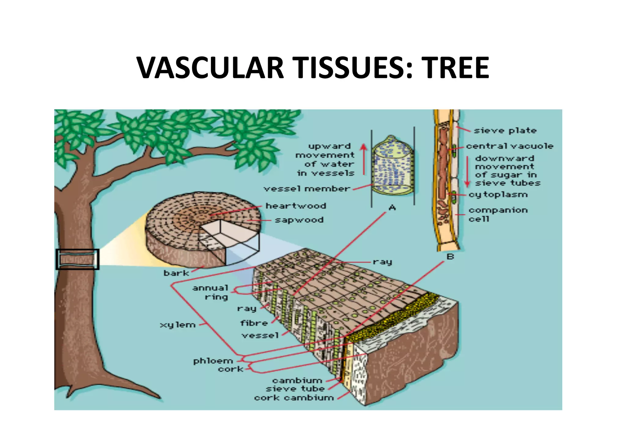 VASCULAR TISSUES: TREE 
 