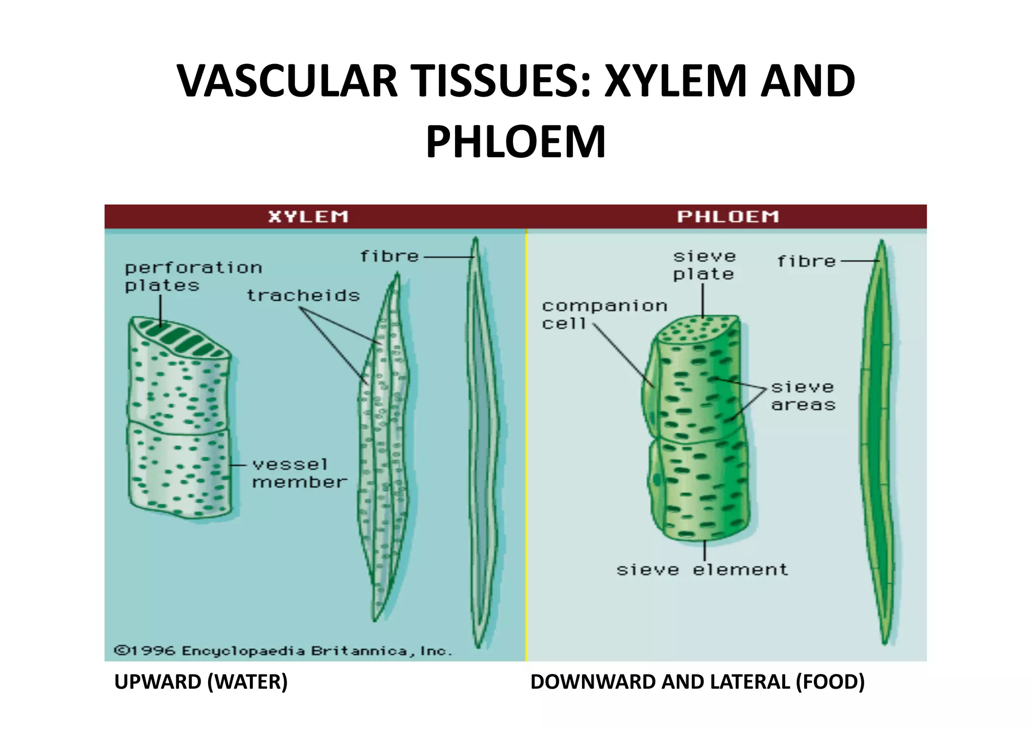 VASCULAR TISSUES: XYLEM AND 
               PHLOEM 




UPWARD (WATER)                       DOWNWARD AND LATERAL (FOOD) 
 