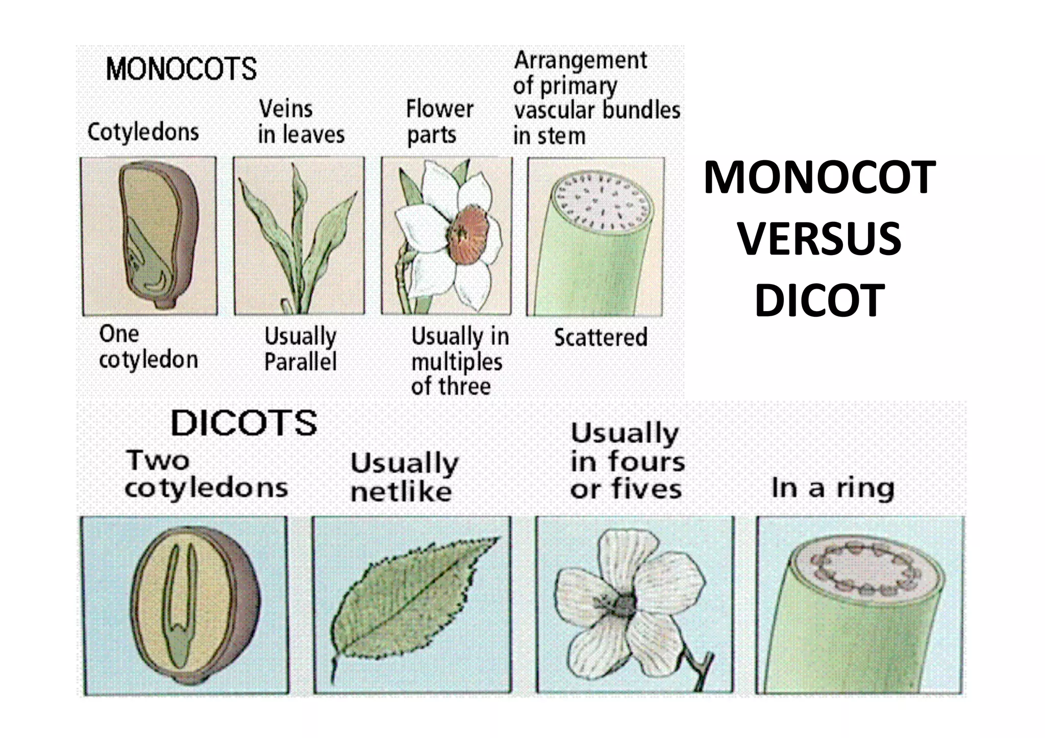 MONOCOT 
 VERSUS 
  DICOT 
 