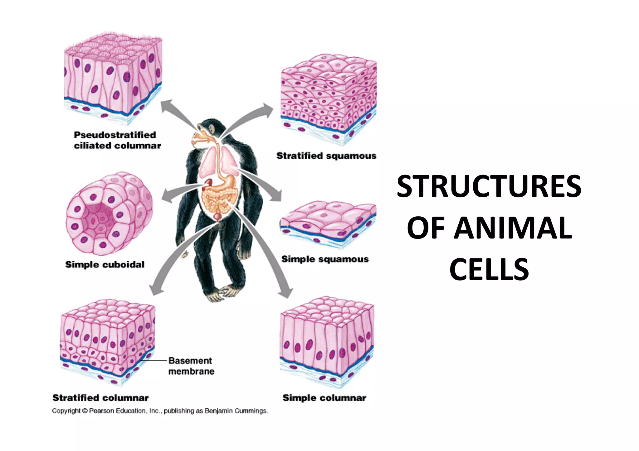 STRUCTURES 
 OF ANIMAL 
   CELLS 
 