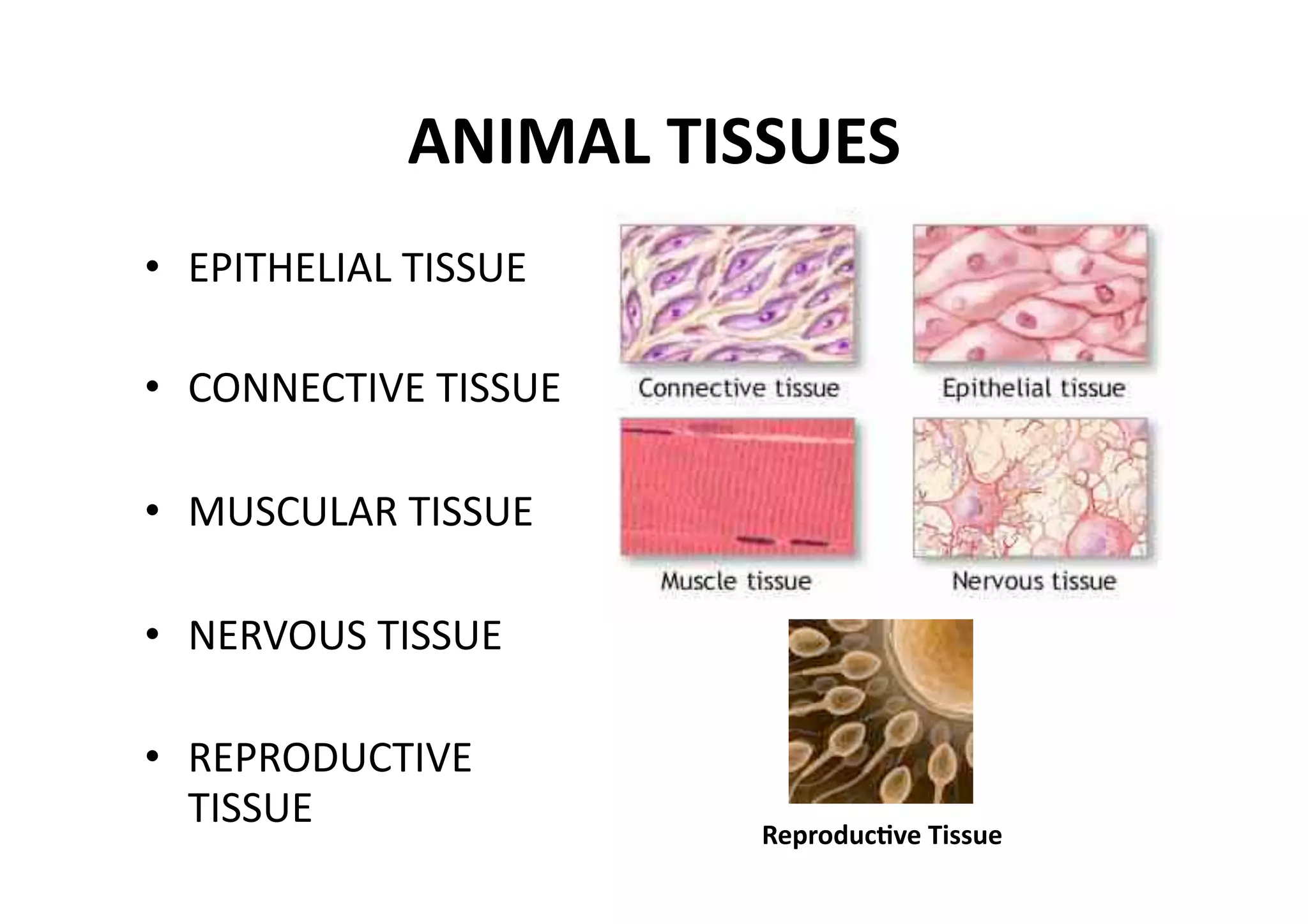 ANIMAL TISSUES 
•  EPITHELIAL TISSUE 

•  CONNECTIVE TISSUE 

•  MUSCULAR TISSUE 

•  NERVOUS TISSUE 

•  REPRODUCTIVE 
   TISSUE               Reproduc_ve Tissue 
 