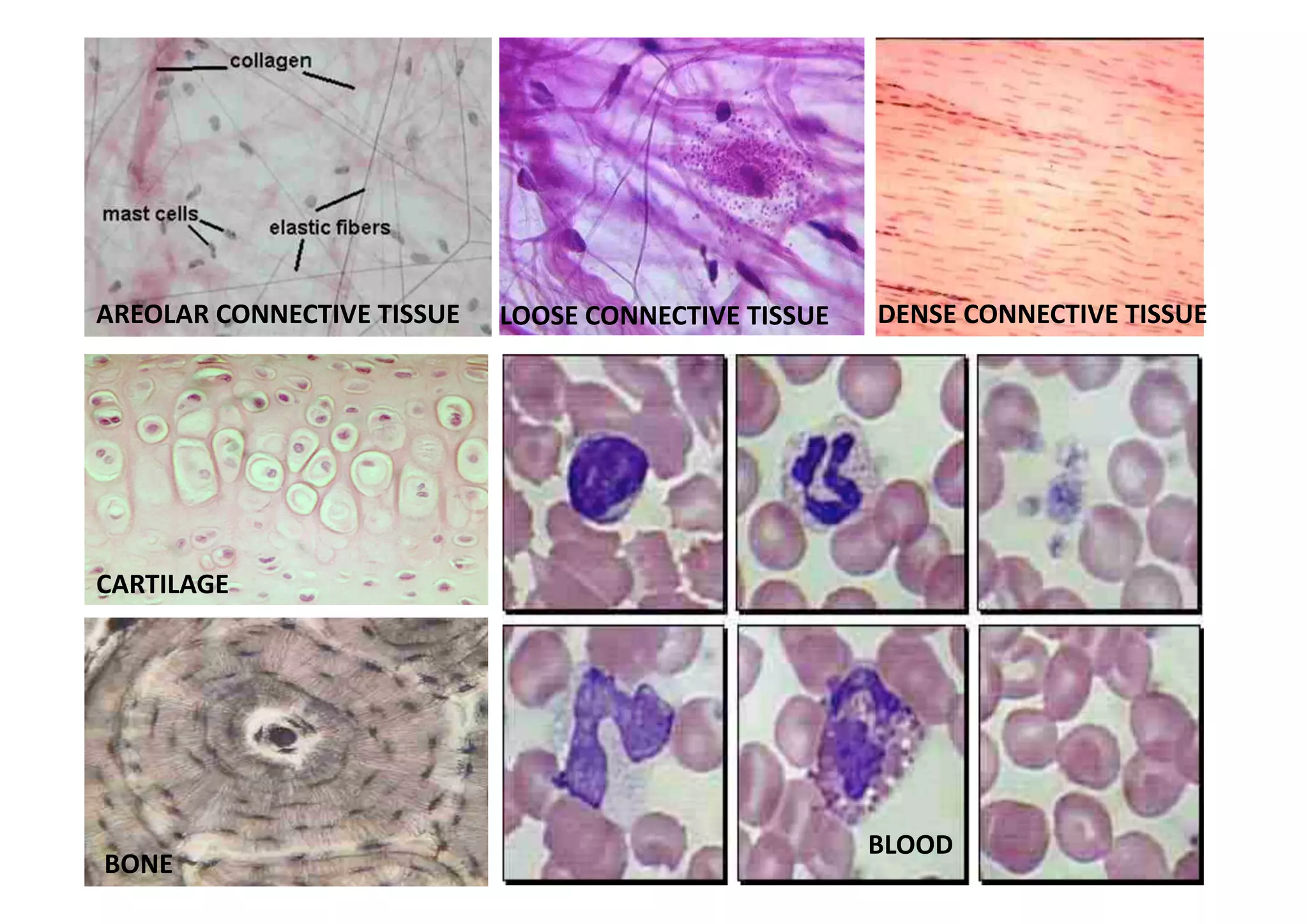 AREOLAR CONNECTIVE TISSUE    LOOSE CONNECTIVE TISSUE    DENSE CONNECTIVE TISSUE 




CARTILAGE 




                                                        BLOOD 
BONE 
 