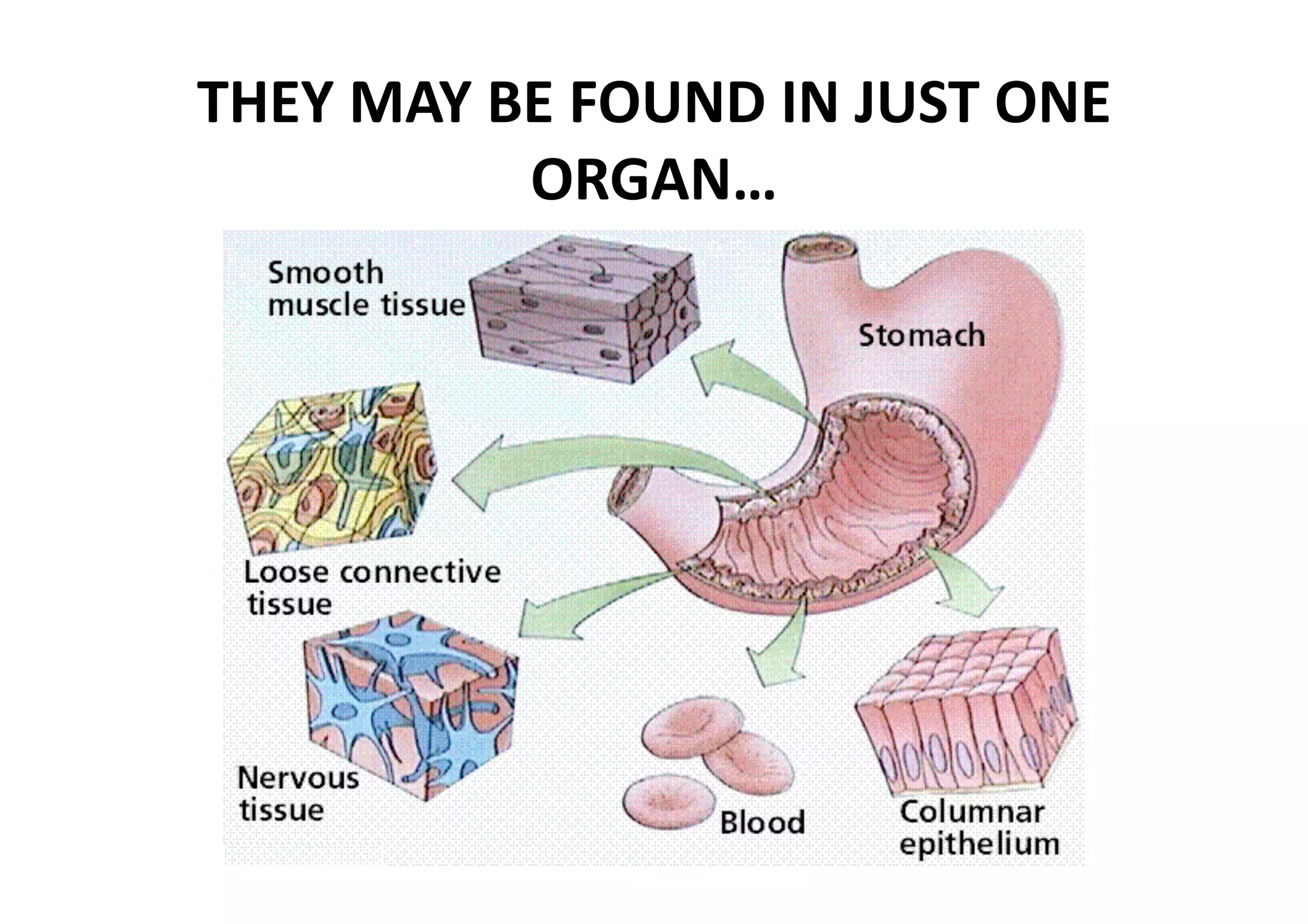 THEY MAY BE FOUND IN JUST ONE 
          ORGAN… 
 
