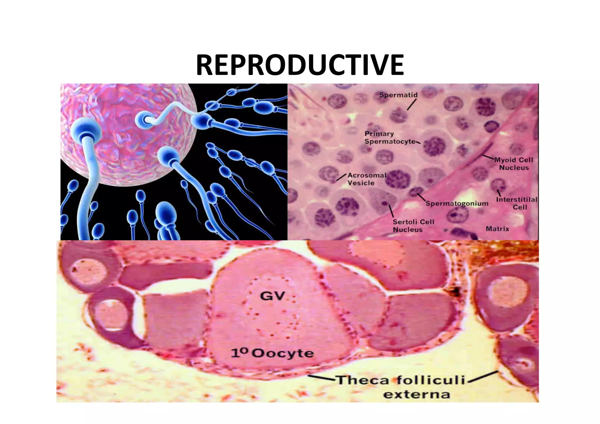 REPRODUCTIVE 
 