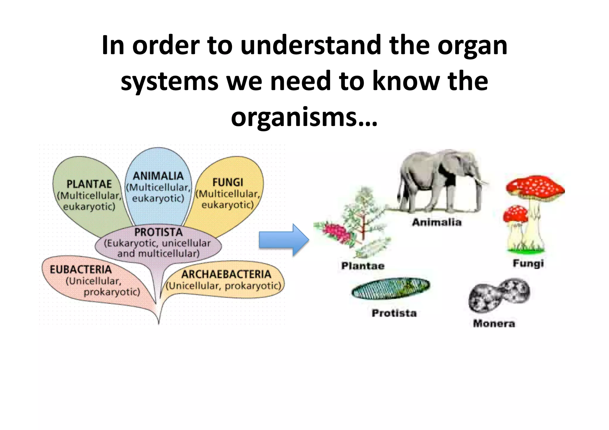 In order to understand the organ 
  systems we need to know the 
           organisms… 
 