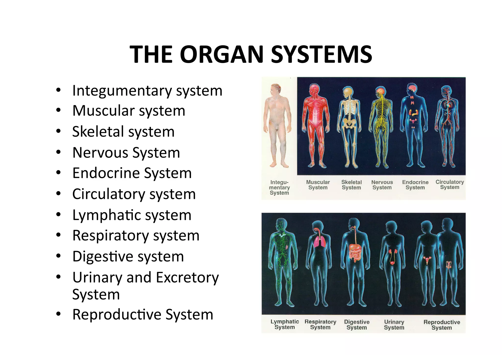 THE ORGAN SYSTEMS 
•  Integumentary system 
•  Muscular system 
•  Skeletal system 
•  Nervous System 
•  Endocrine System 
•  Circulatory system 
•  LymphaMc system 
•  Respiratory system 
•  DigesMve system 
•  Urinary and Excretory 
   System 
•  ReproducMve System 
 