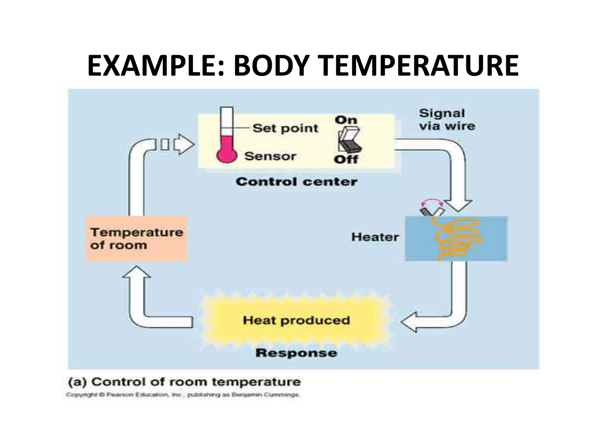 EXAMPLE: BODY TEMPERATURE 
 