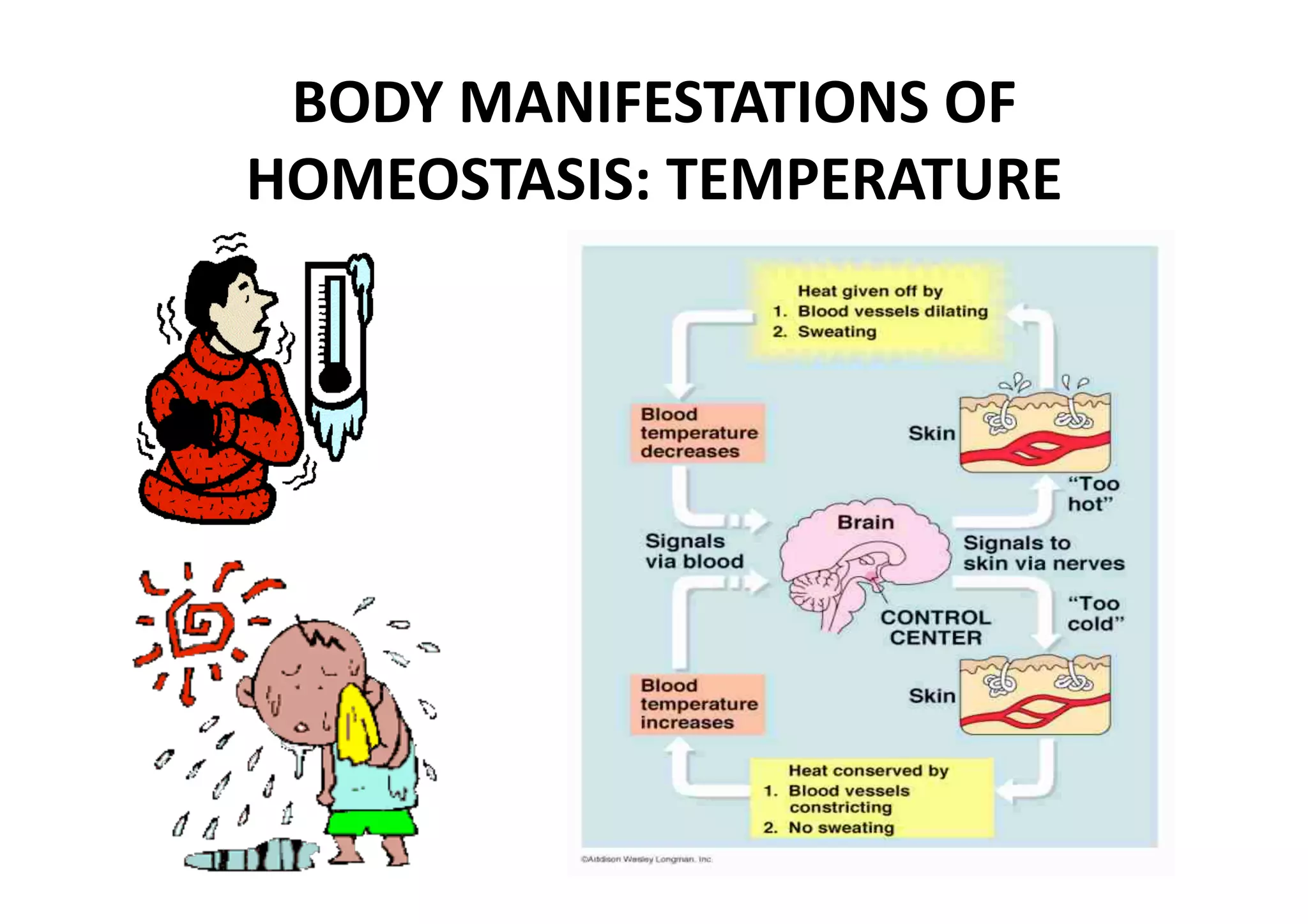 BODY MANIFESTATIONS OF 
HOMEOSTASIS: TEMPERATURE 
 