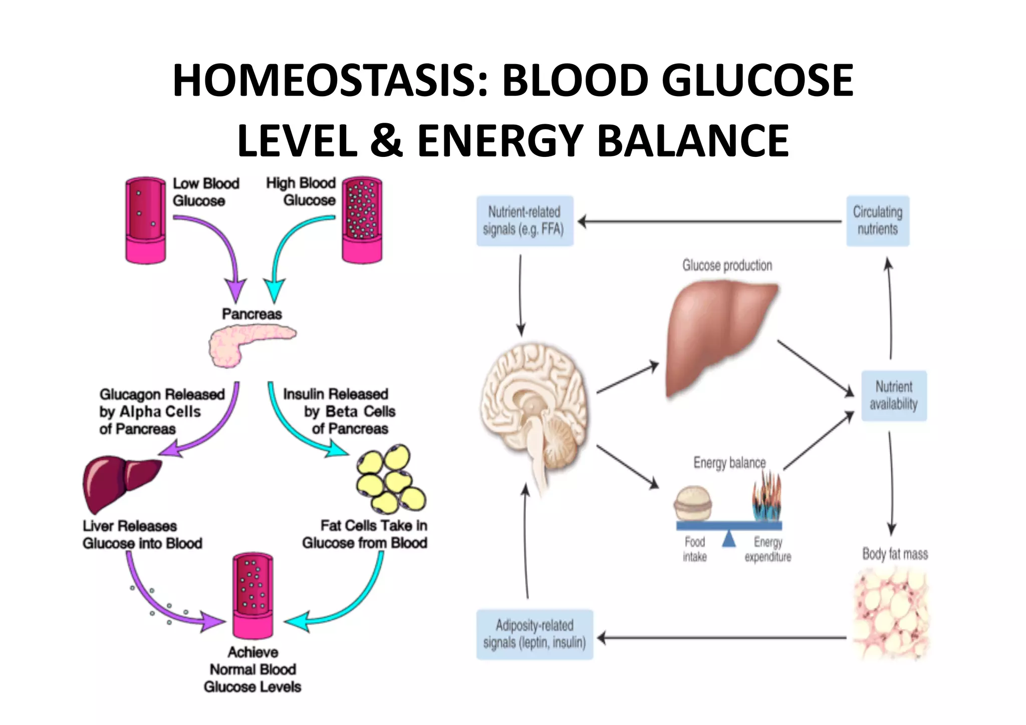 HOMEOSTASIS: BLOOD GLUCOSE 
  LEVEL & ENERGY BALANCE 
 