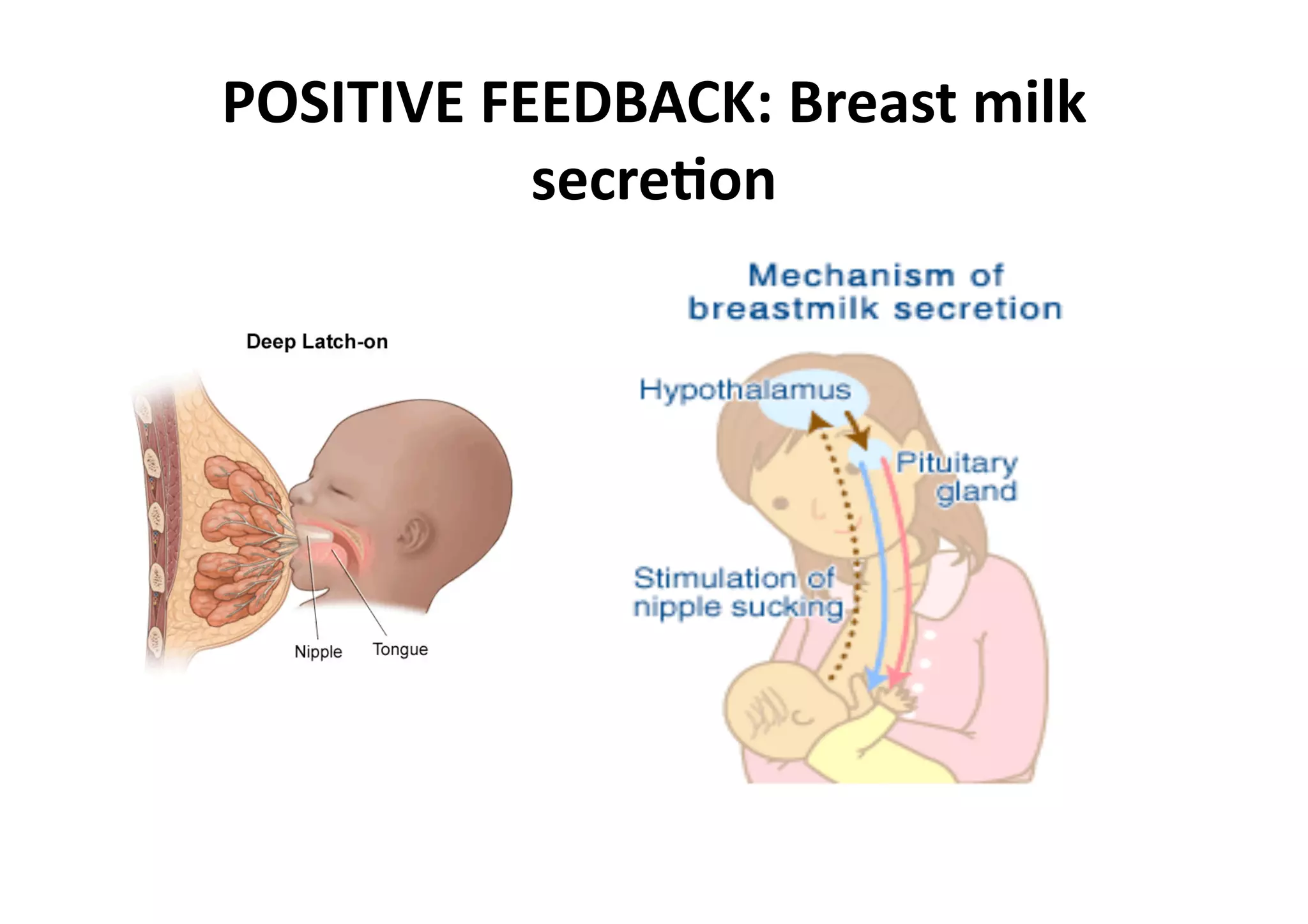 POSITIVE FEEDBACK: Breast milk 
           secre_on 
 