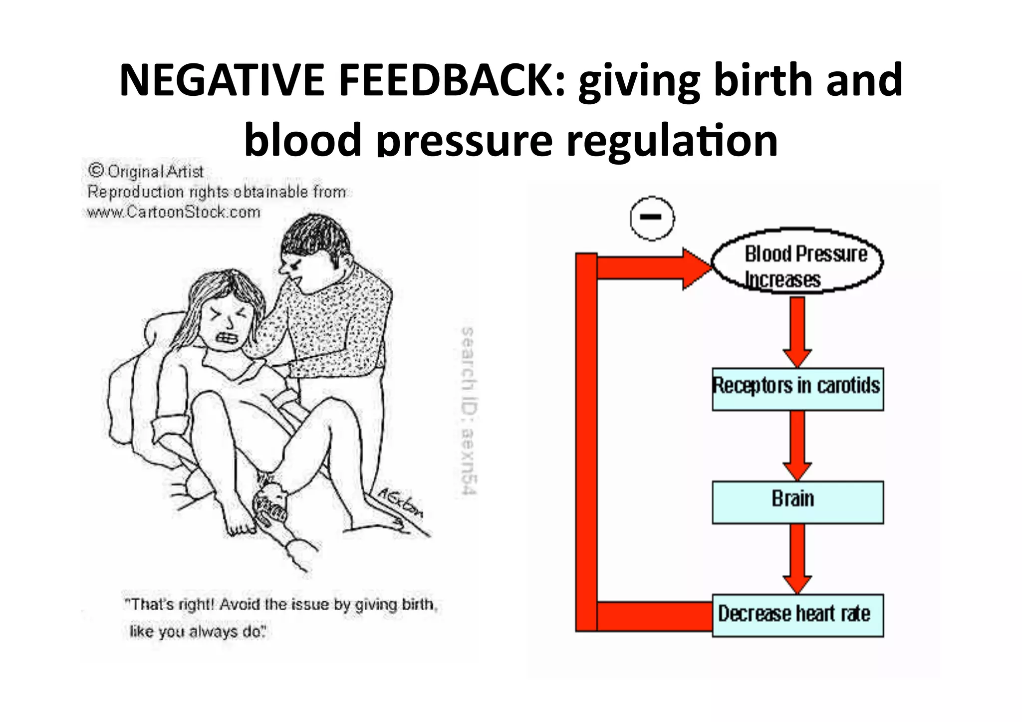 NEGATIVE FEEDBACK: giving birth and 
    blood pressure regula_on 
 