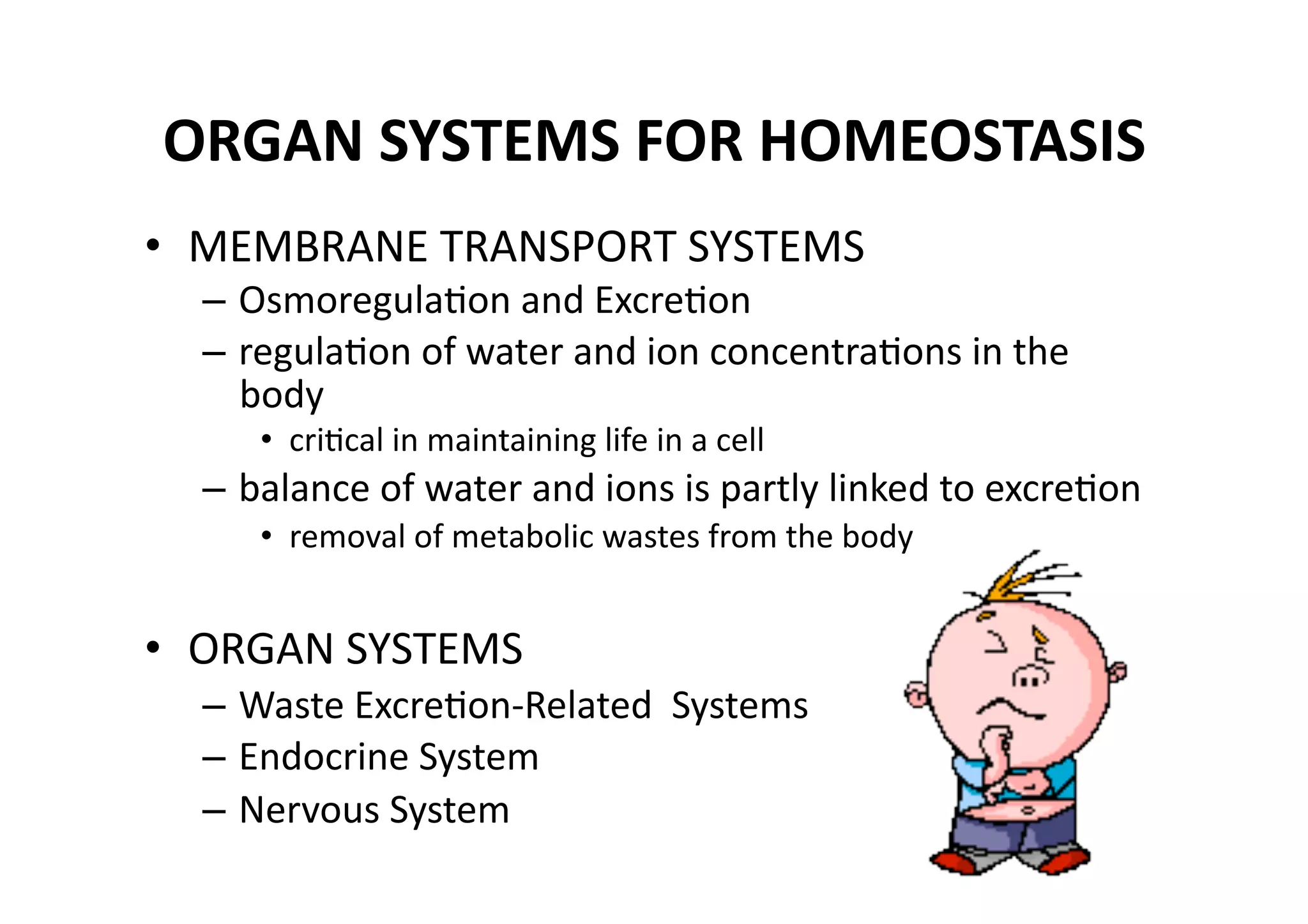 ORGAN SYSTEMS FOR HOMEOSTASIS 
•  MEMBRANE TRANSPORT SYSTEMS 
  – OsmoregulaMon and ExcreMon 
  – regulaMon of water and ion concentraMons in the 
    body 
     •  criMcal in maintaining life in a cell 
  – balance of water and ions is partly linked to excreMon 
     •  removal of metabolic wastes from the body 


•  ORGAN SYSTEMS 
  – Waste ExcreMon‐Related  Systems 
  – Endocrine System 
  – Nervous System 
 