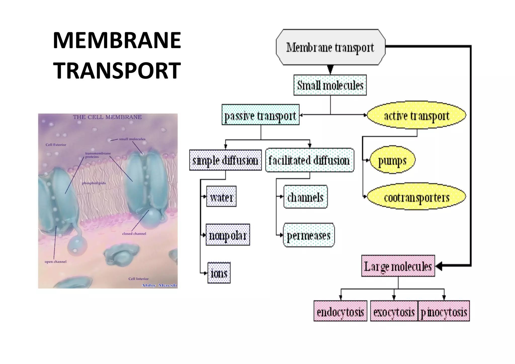 MEMBRANE  
TRANSPORT 
 