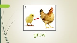 grow
 