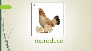 reproduce
 