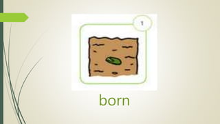 born
 