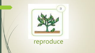 reproduce
 