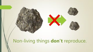 Non-living things don’t reproduce.
 