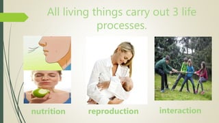 All living things carry out 3 life
processes.
nutrition reproduction interaction
 