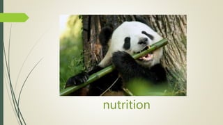 nutrition
 