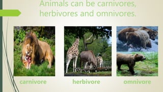 Animals can be carnivores,
herbivores and omnivores.
carnivore herbivore omnivore
 