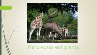 Herbivores eat plants.
 