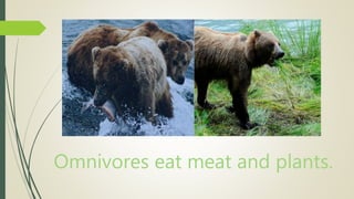 Omnivores eat meat and plants.
 
