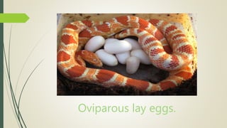 Oviparous lay eggs.
 