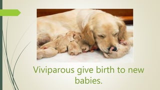 Viviparous give birth to new
babies.
 