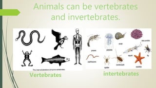 Animals can be vertebrates
and invertebrates.
Vertebrates intertebrates
 