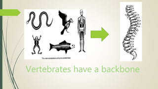 Vertebrates have a backbone
 
