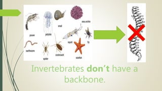 Invertebrates don’t have a
backbone.
 