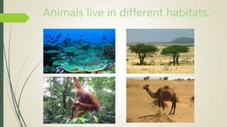 Animals live in different habitats.
 