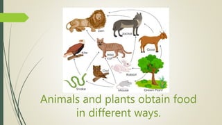 Animals and plants obtain food
in different ways.
 