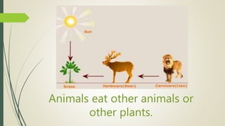 Animals eat other animals or
other plants.
 