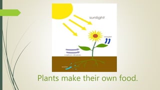 Plants make their own food.
 