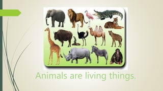 Animals are living things.
 