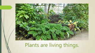 Plants are living things.
 